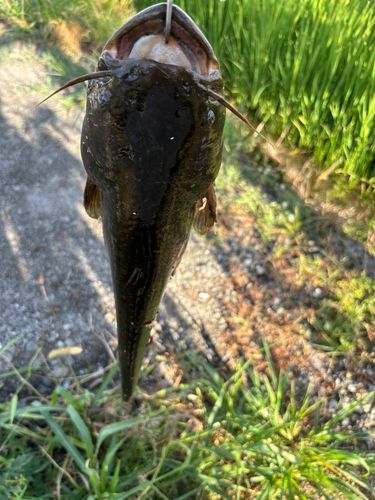ナマズの釣果