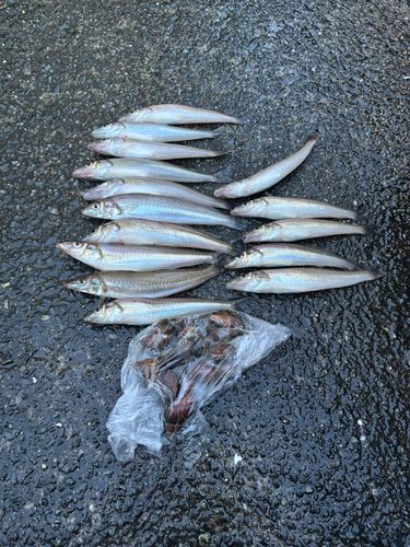 シロギスの釣果