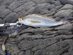 イサキの釣果