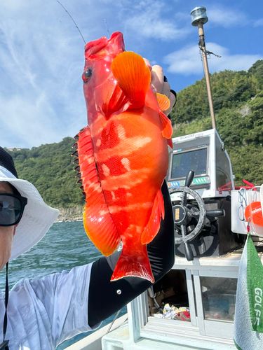 アカハタの釣果