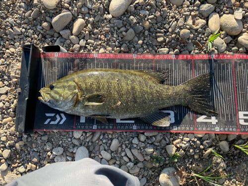 スモールマウスバスの釣果