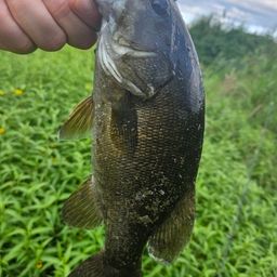 スモールマウスバス