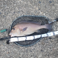 コロダイの釣果