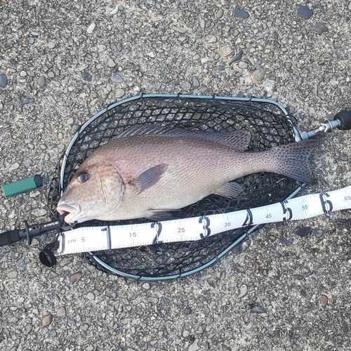 コロダイの釣果