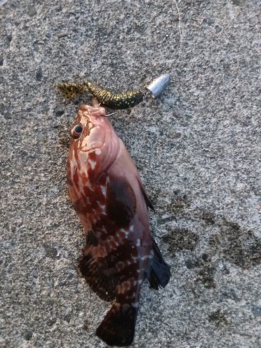 キジハタの釣果