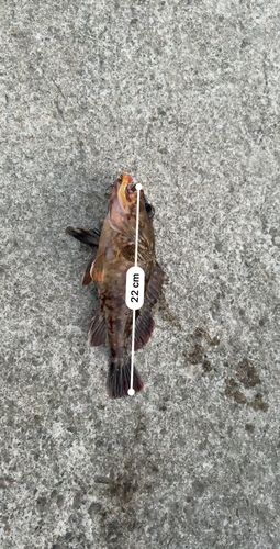 カサゴの釣果