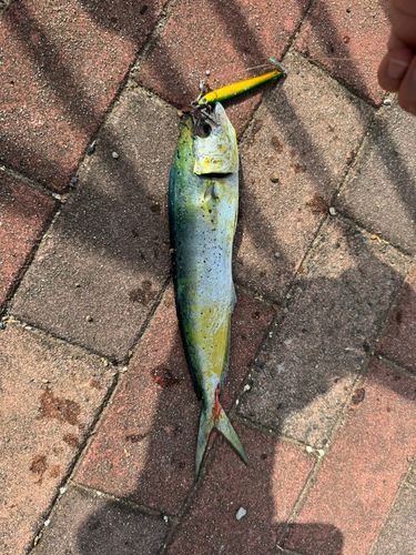 シイラの釣果