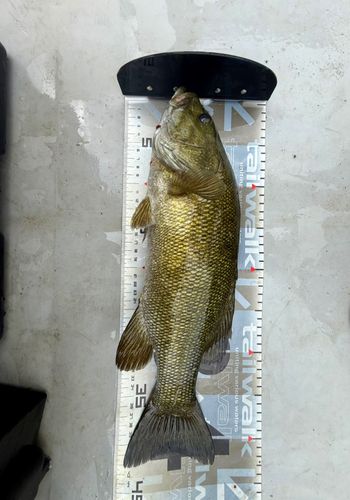 スモールマウスバスの釣果