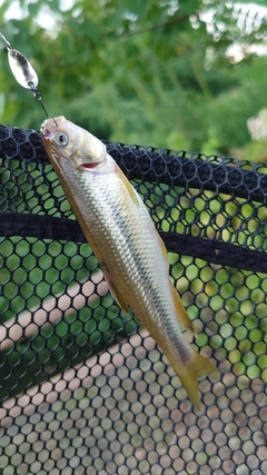 カワムツの釣果