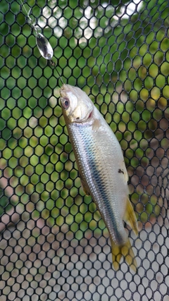 カワムツの釣果