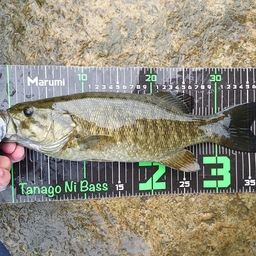 スモールマウスバス