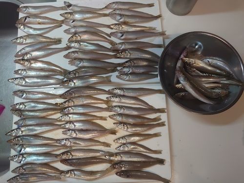 シロギスの釣果