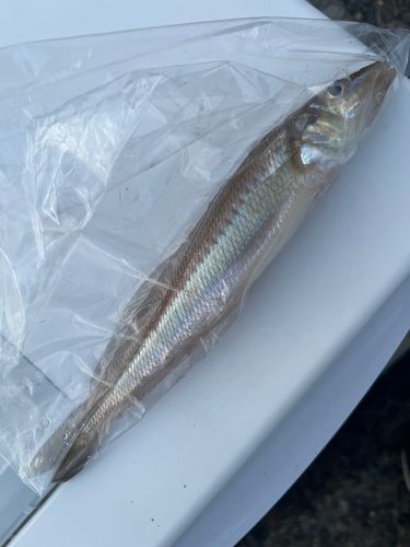 キスの釣果