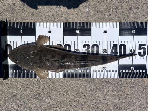 マゴチの釣果