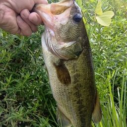 ラージマウスバス