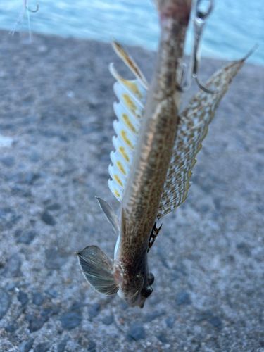 ネズミゴチの釣果