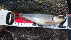 カワムツの釣果