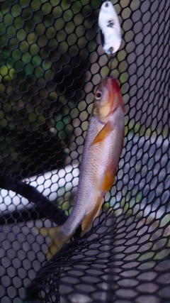 カワムツの釣果