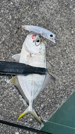 メッキの釣果
