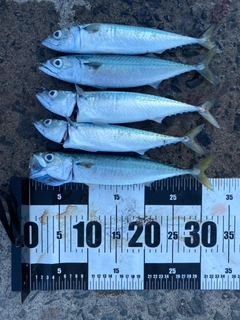 サバの釣果