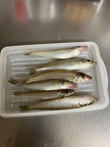 キスの釣果