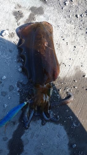アオリイカの釣果