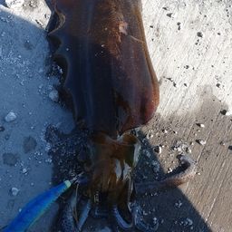 アオリイカ