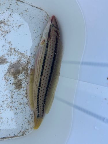ベラの釣果