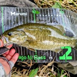 スモールマウスバス