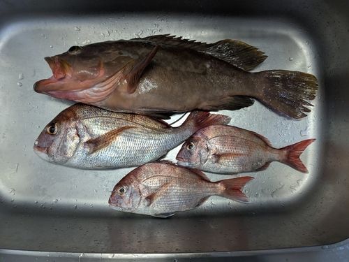 タイの釣果