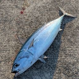 ソウダガツオ