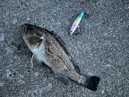 クロソイの釣果