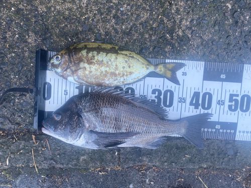 チヌの釣果
