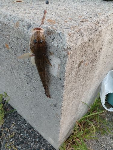 ハゼの釣果