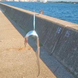 タチウオ