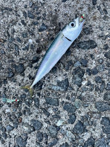 サバの釣果