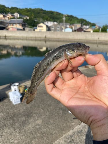 ハゼの釣果