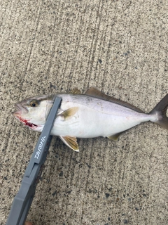 ショゴの釣果