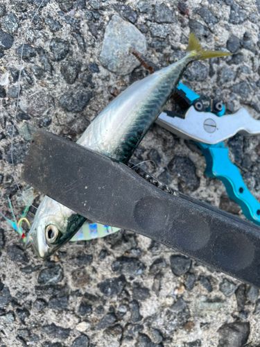サバの釣果