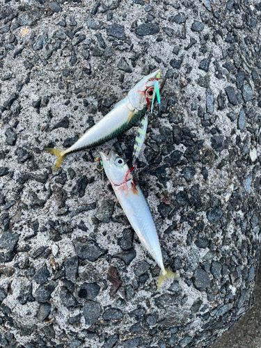 サバの釣果