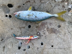 コゾクラの釣果