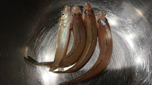 キスの釣果