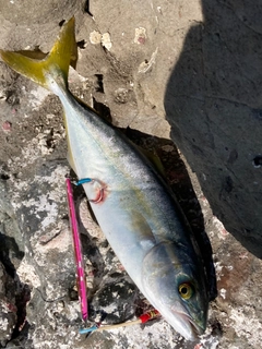 コゾクラの釣果