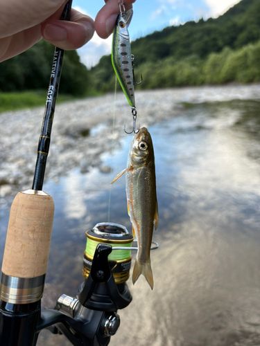 ウグイの釣果