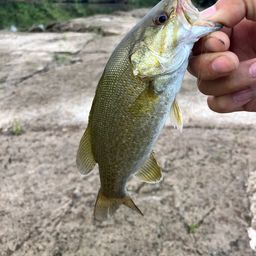 スモールマウスバス