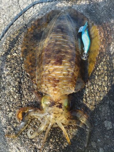 アオリイカの釣果