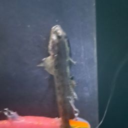 ハゼ