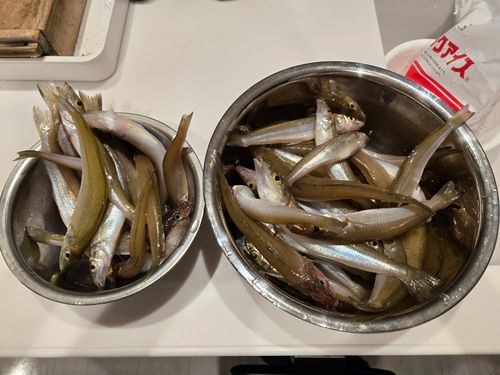 キスの釣果
