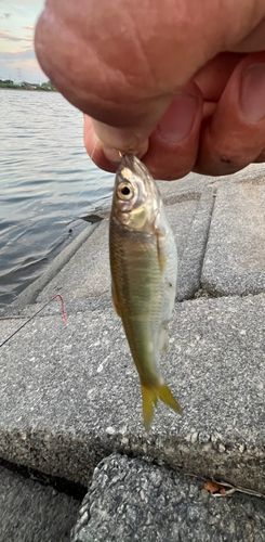 オイカワの釣果