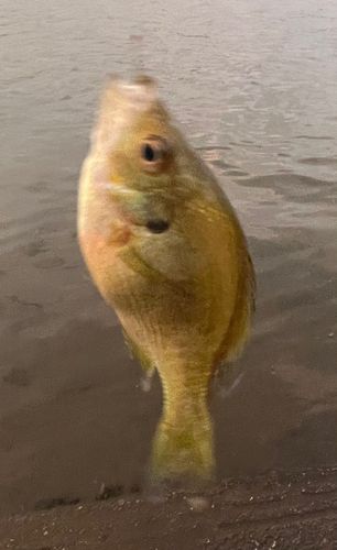 ブルーギルの釣果